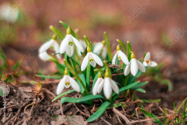 Fototapeta Early spring snowdrop flowers bloom in a natural garden setting