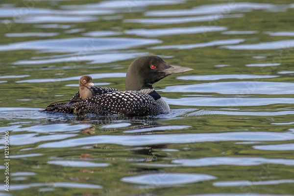 Obraz "Backseat Driver" - A baby Loon, safely cradled on Mom's back, appears to be giving directions from the back seat as they navigate the waters of Merrymeeting Lake, New Durham, New Hampshire.