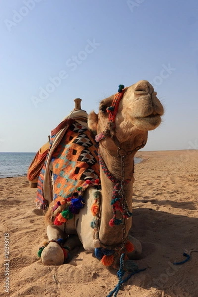 Obraz Camel on the beach