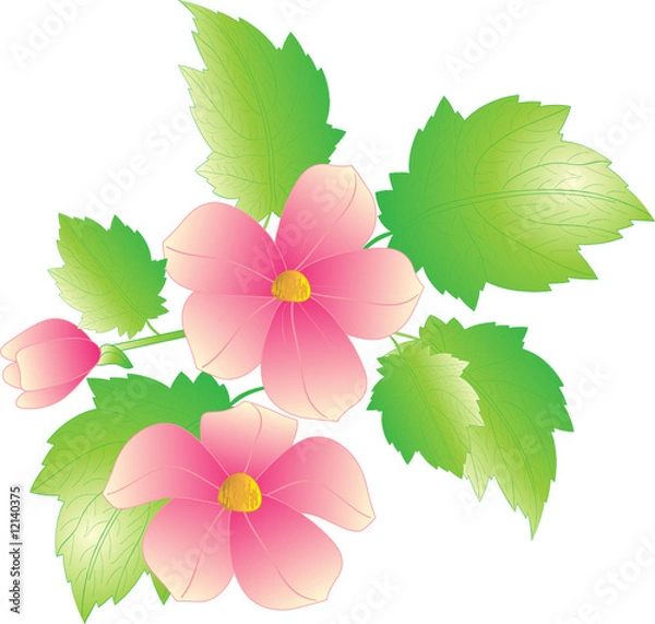 Fototapeta Flowers isolate