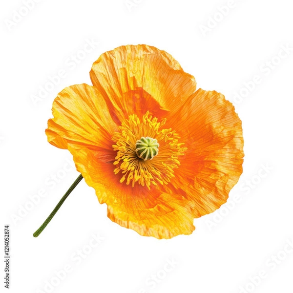 Fototapeta Iceland Poppy Flower White Backdrop on transparent background.