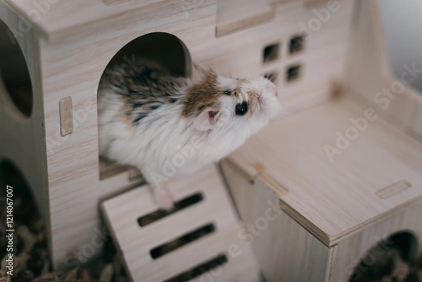 Fototapeta Funny white little Roborovski dwarf hamster in the cage