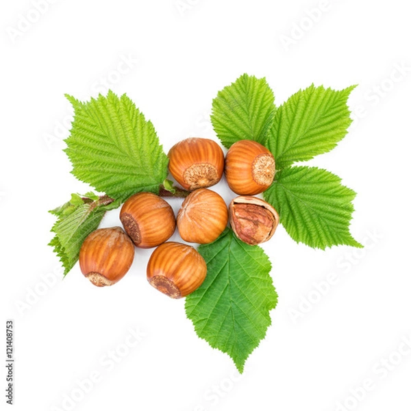Obraz filbert nuts with leaves on white