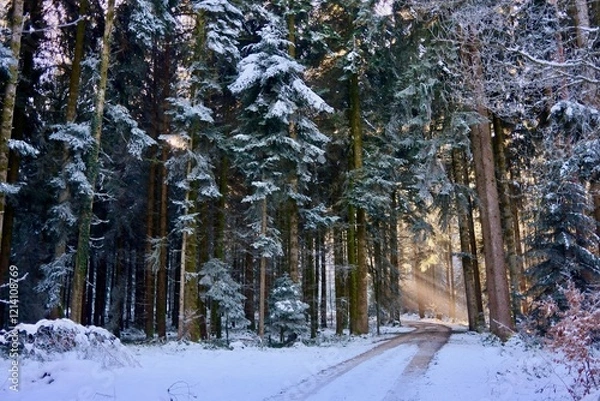 Obraz Sonnenstrahlen im Winterwald