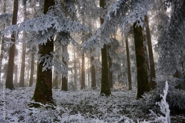 Obraz Sonnenstrahlen im Winterwald