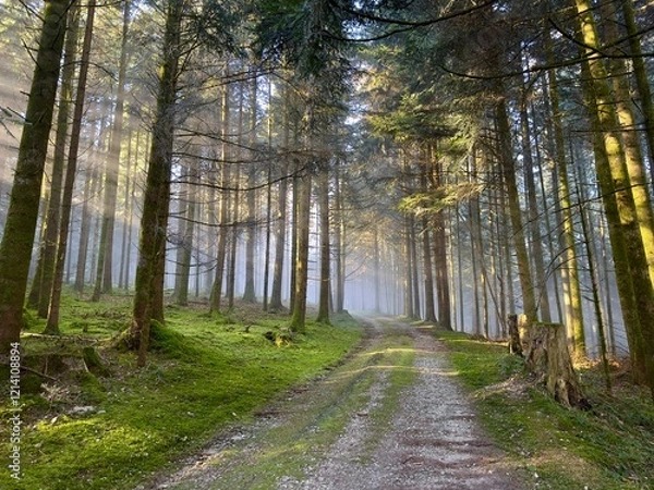Obraz Sonnenstrahlen im Wald
