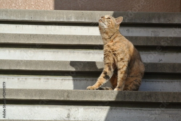 Fototapeta 階段　にゃんこ　一匹　ポツン