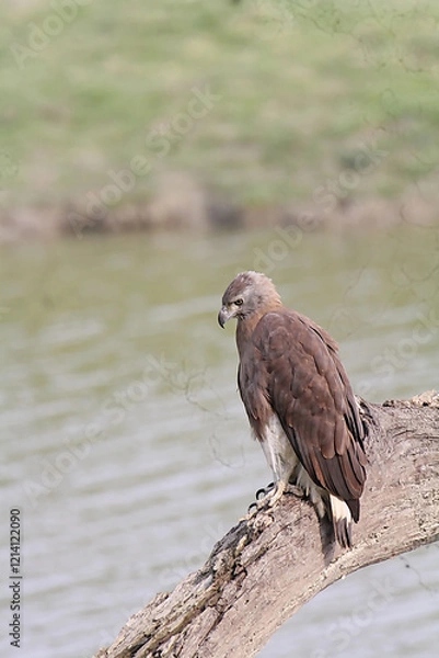 Obraz Grey Headed Fish Eagle