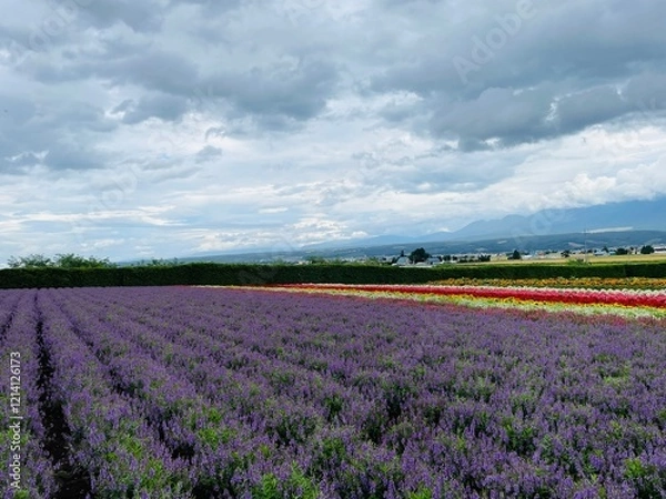 Obraz 여름의 라벤더 꽃밭