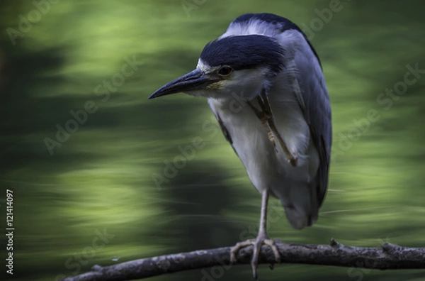 Obraz A heron scratching its head