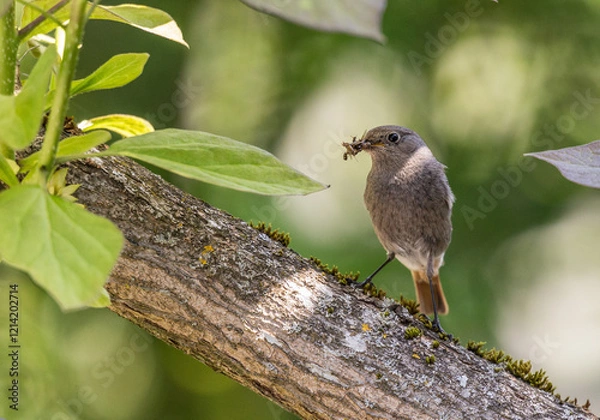 Obraz Hausrotschwanz im Baum.