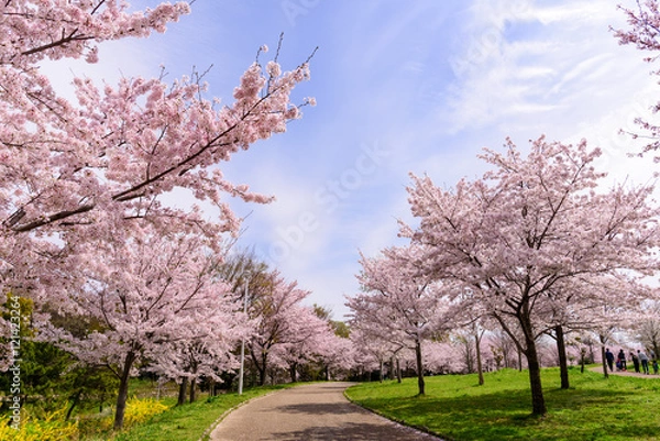 Fototapeta 山田池公園　桜並木