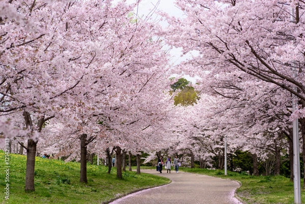 Obraz 山田池公園　桜並木