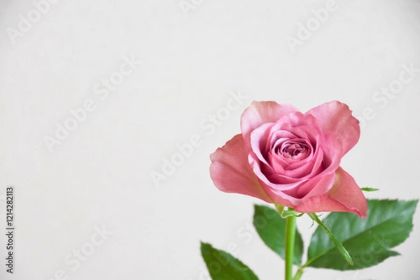 Fototapeta 紫のばら