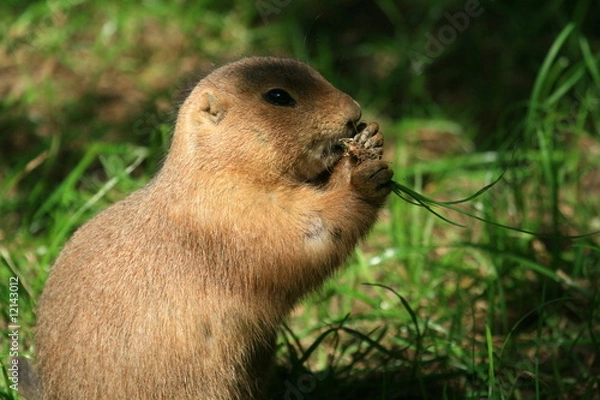 Obraz Präriehunde (Cynomys)