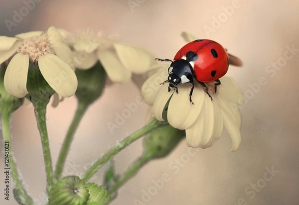 Fototapeta Ladybug