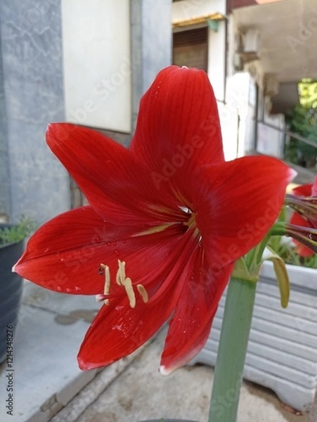 Obraz Bright red amaryllis flower