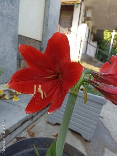 Obraz Bright red amaryllis flower