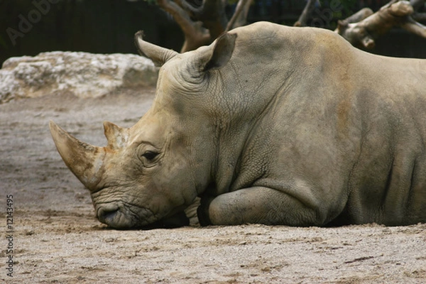 Obraz Resting Rhino