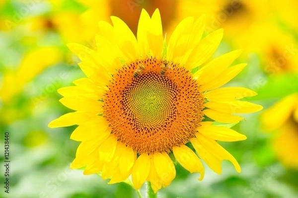 Obraz ペア蜜蜂と向日葵