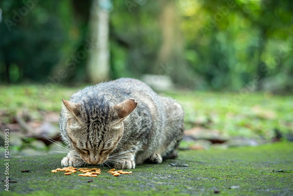 Fototapeta A heavily pregnant female tabby cat, eating dry foods given by visitors at a botanical park in Bogor City, West Java