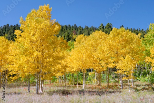 Obraz Autumn Changing Leaves