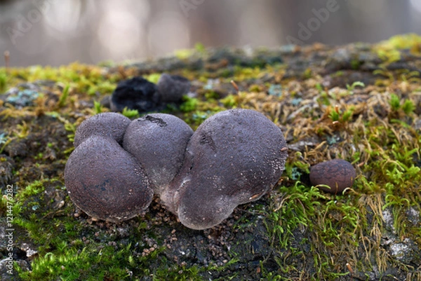 Fototapeta Daldinia concentrica mushroom on the wood. Known as Cramp balls or King Alfred's Cakes. Wild dark mushrooms in deciduous forest.