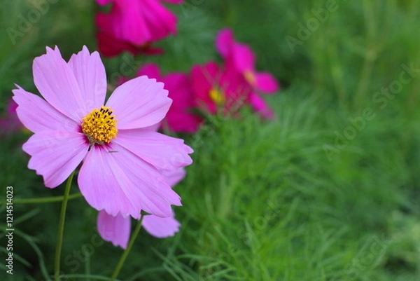 Fototapeta Pink and red Cosmos Flower blooming in the field