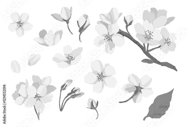 Obraz 桜の白黒イラスト素材