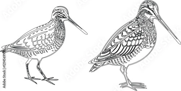 Obraz Snipe bird bundle line art and illustrator eps