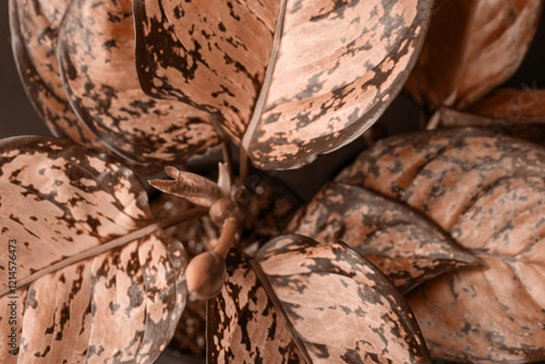 Fototapeta Plant with beautiful leaves, toned in mocha mousse shade. Trendy color of 2025 year