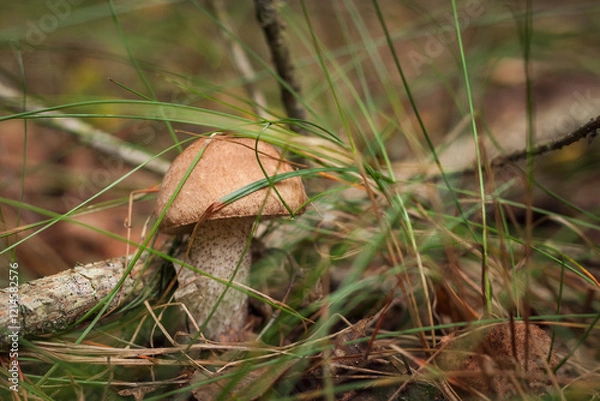 Obraz Edible mushroom brown cap boletus (Leccinum scabrum) in the forest. Small depth of field