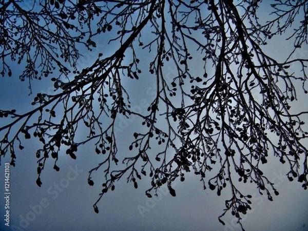 Fototapeta Dark branches of Alder tree with female alder catkins covered ice after rain in frosty winter weather with blue sky - natural cold background. Topics: vegetation, frost, climate, sub-zero temperatures