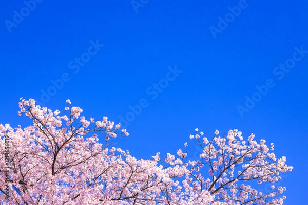 Fototapeta 桜花と青空