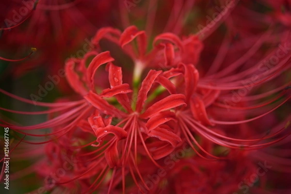 Fototapeta 彼岸花