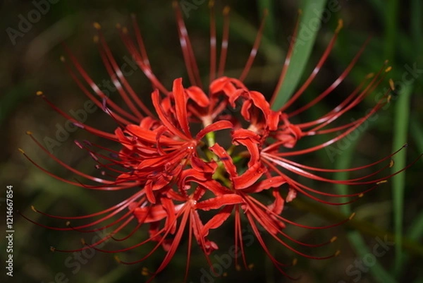 Fototapeta 彼岸花