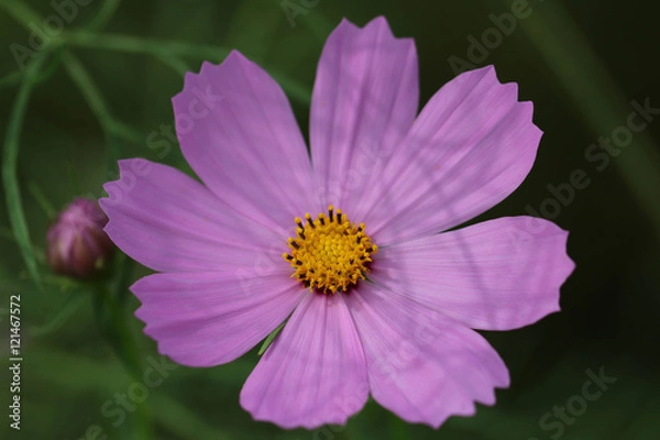 Fototapeta コスモスの花 / Cosmos flowers