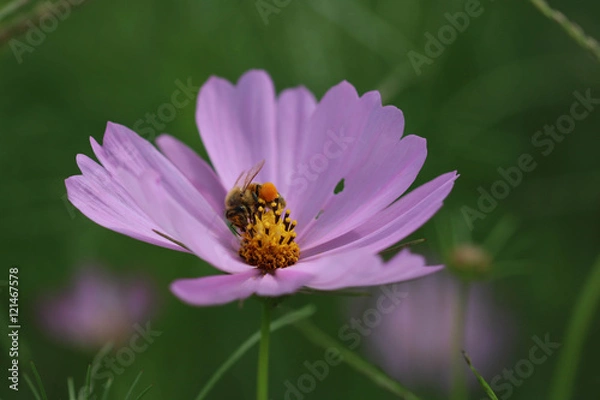 Fototapeta コスモスに止まる蜂 / .Bee stops to Cosmos