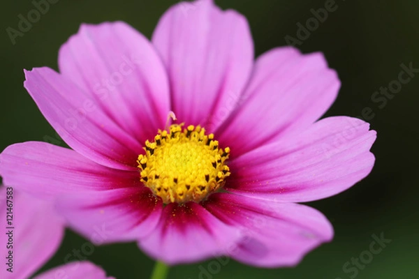 Fototapeta コスモスの花 / Cosmos flowers