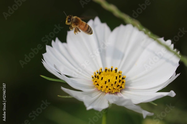 Fototapeta 飛んでいる蜂とコスモス / .Flying bee and Cosmos