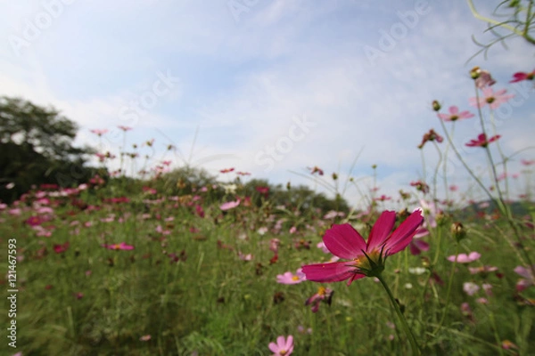 Fototapeta コスモス畑 / Cosmos field