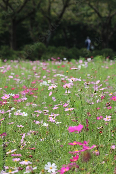 Fototapeta コスモス畑 / Cosmos field