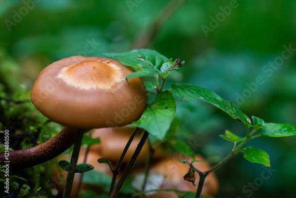 Fototapeta A mushroom is sitting on a leafy green plant. The mushroom is brown and has a round shape