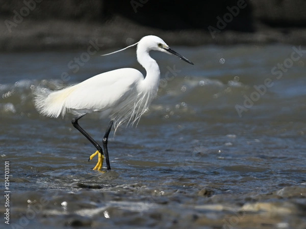 Obraz コサギ little egret 