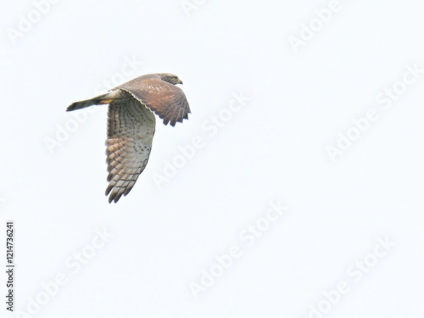 Obraz サシバ gray-faced buzzard