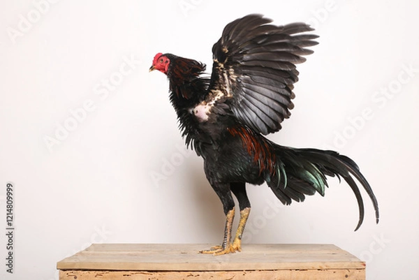 Obraz A black rooster stands proudly on a wooden table with a white background