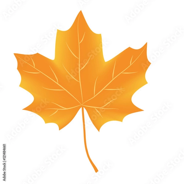 Obraz Autumn leaf vector