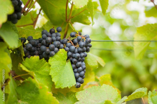 Obraz red wine gapes