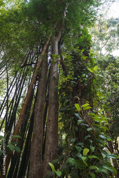 Obraz Tall trees of Wat Pha Lat temple