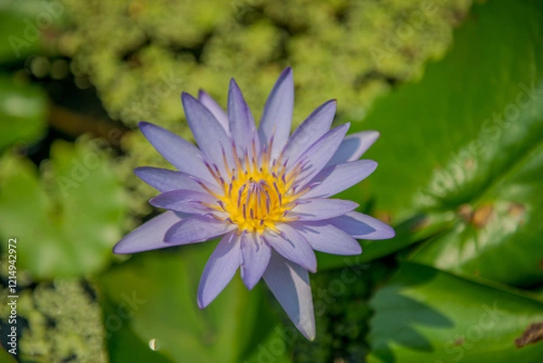 Obraz Close-up of Blue Water Lily | Nymphaea nouchali